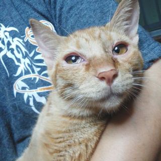 【急募】新しいご家族を探してます。