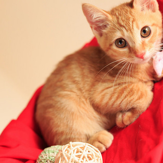 元気で可愛い茶トラ３匹ときじ1匹の4兄弟