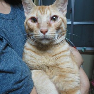 【急募】新しいご家族を探してます。