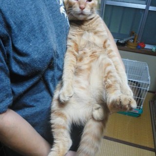 【急募】新しいご家族を探してます。