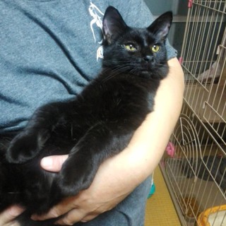 【急募】新しいご家族を探してます。