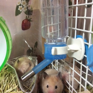 ゴールデン長毛♂×キンクマ♀の子供達。