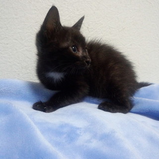 ツキノワグマ模様の可愛い女の子姉妹の月ちゃん♪