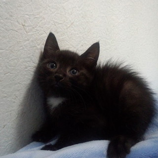 ツキノワグマ模様の可愛い女の子、輪子ちゃん♪