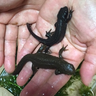 アカハライモリ　2匹一緒で!!