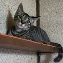 子猫の里親さんを募集します