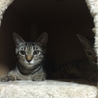 子猫の里親さんを募集します サムネイル4