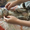 子猫の里親さんを募集します サムネイル2