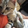 子猫の里親さんを募集します サムネイル3