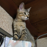子猫の里親さんを募集します サムネイル4