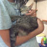 子猫の里親さんを募集します サムネイル7