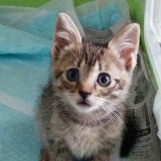 猫ちゃんのことを可愛がって下さる方‼