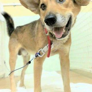 里親様決まりした。有り難うございました。