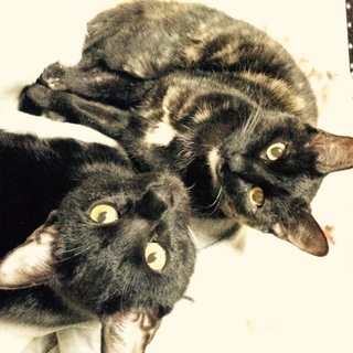 兄妹の新しい家族になって下さる方募集しています。