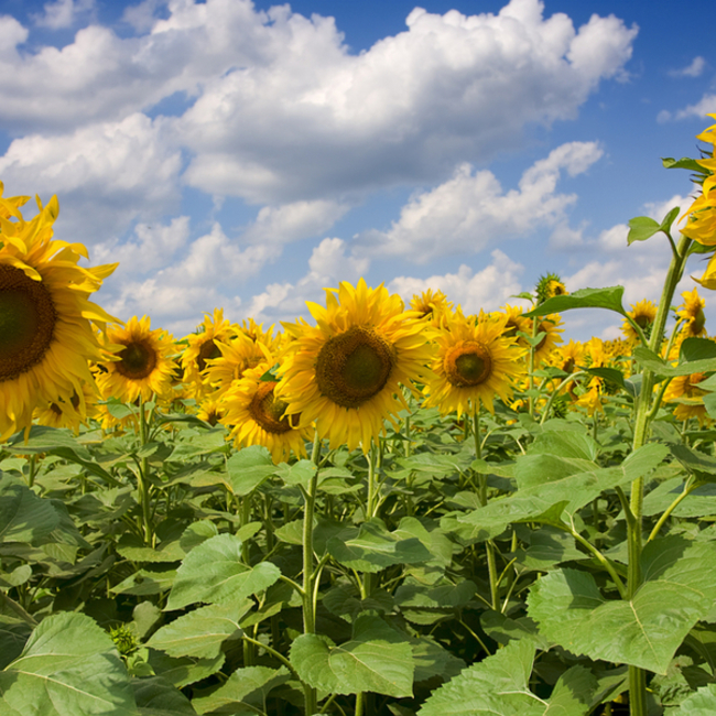 ☆なな子☆のカバー写真