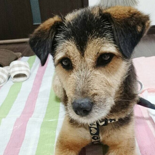 性格ハナマル！優しいテリアくろごまだんご♡