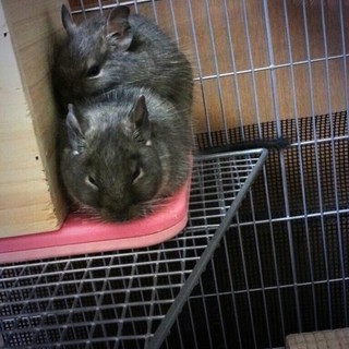 【一時中止】ブルーデグーオス☆里親様募集