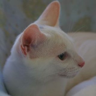 白猫兄妹。少しオヤジ顔のアオ君。