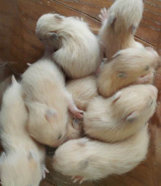 長毛ハムスター里親募集！ サムネイル2