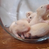 長毛ハムスター里親募集！ サムネイル3
