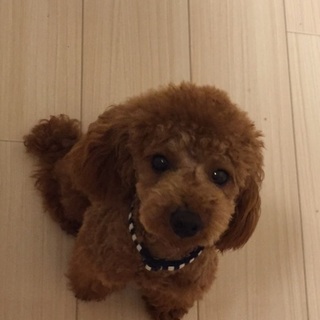 怖がりですが、可愛い子です。宜しくお願いします。