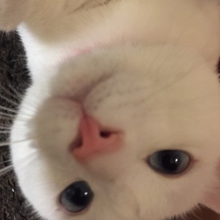 真っ白で甘えん坊な猫です！