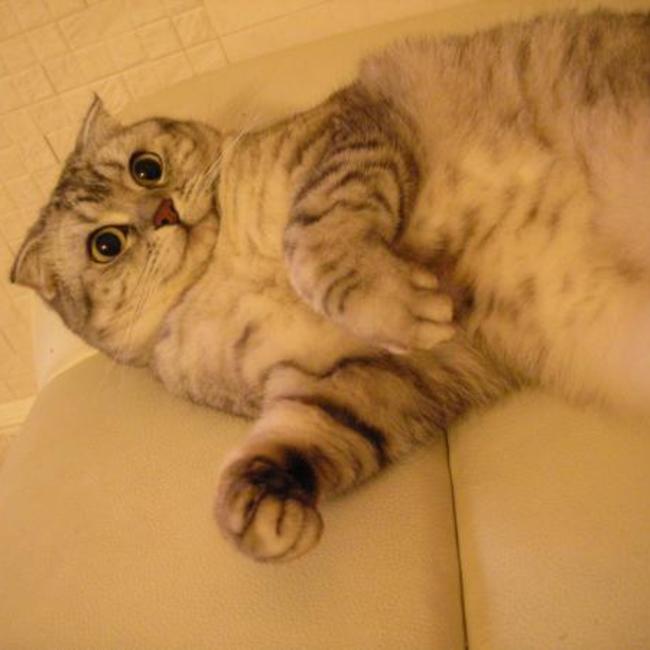 ねこすずのカバー写真