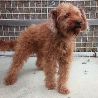 プードル（オス）