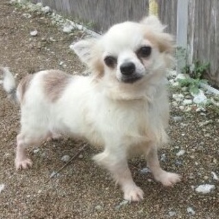 チワワ（オス）３歳