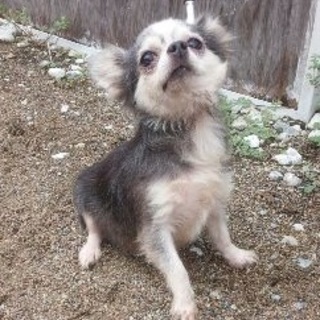 小さめチワワ（メス）