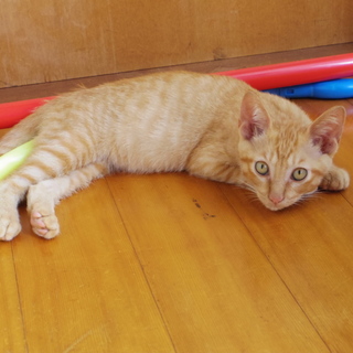 生後2.3か月　人懐っこいです