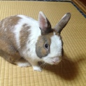 ミニウサギ、オス３才（去勢済み）里親募集！