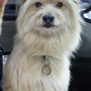 テリア系雑種★なみ★里親募集