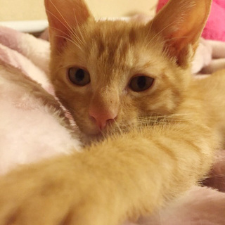 兄弟で保護☆茶トラ　ヤンマーくん