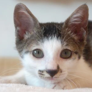 キジ白くんの飼い主さん募集