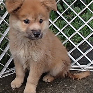 緊急募集！！7月中旬生まれの兄妹子犬家族募集