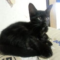 素敵な里親さんに決まりました！美猫黒猫☆