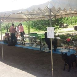 Wan! One! Bow!  保護犬達のお見合い会