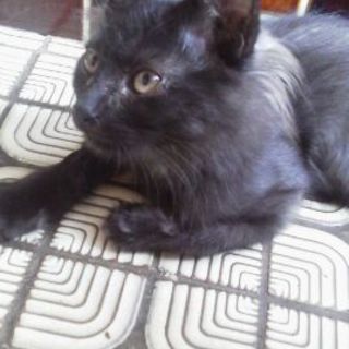 フォレストキャット風イケメン子猫