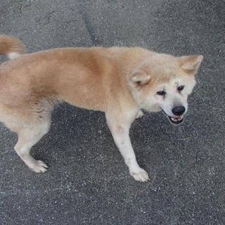 家族募集！！穏やかな性格の秋田犬の女の子