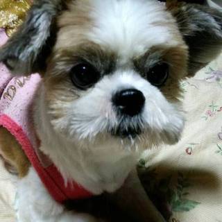 シーズーとパピヨンのミックス