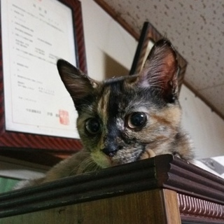 サビちゃんの女の子です