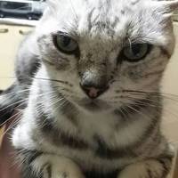 マロン
