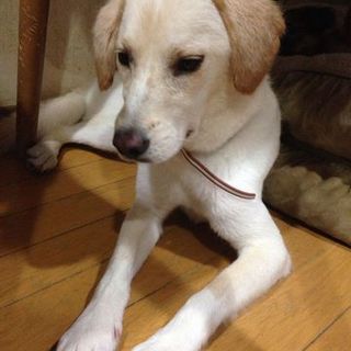 フルークです。僕のほんとの家族迎えに来てね。