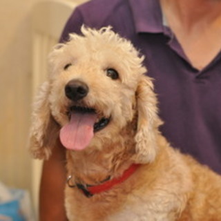 人懐っこくて甘えん坊の男の子、ジョーです☆