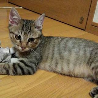 丸顔・元気なキジトラ　男の子☆