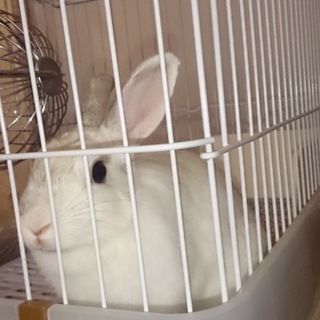 ☆ネザーのうさちゃん☆