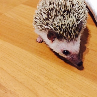 ハリネズミ 生後6ヶ月