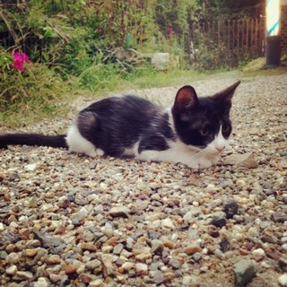 猫の里親を募集しています。