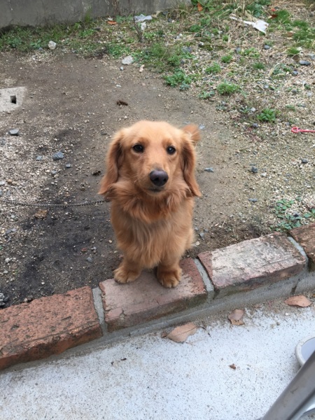 可愛らしい顔つきの犬です 広島県 犬の里親募集 ペットのおうち 月間利用者150万人